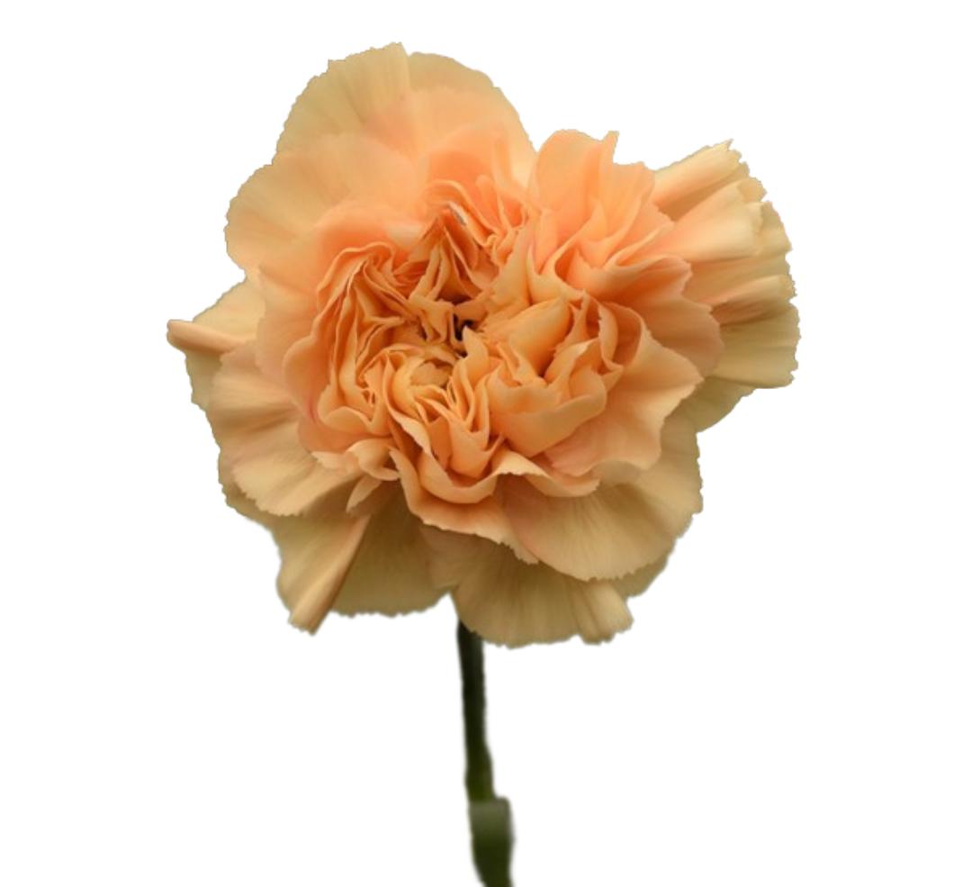 20x Dian.st.minami minami 60cm