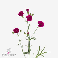 10x Dian.tr.fiorino purple 60cm