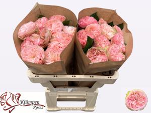 10x Rosa springfield park! 50cm