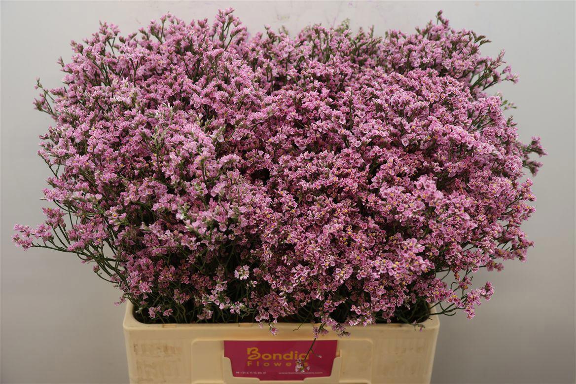 25x Lim.blush diamond 60cm