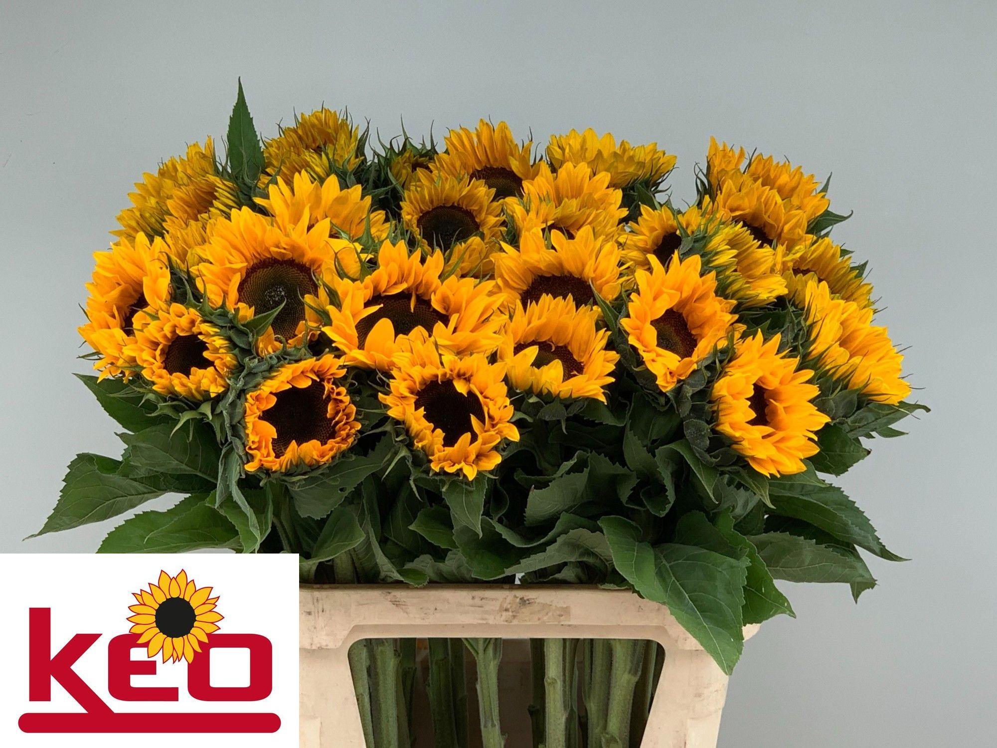 10x Helianth.sunr.orange 80cm