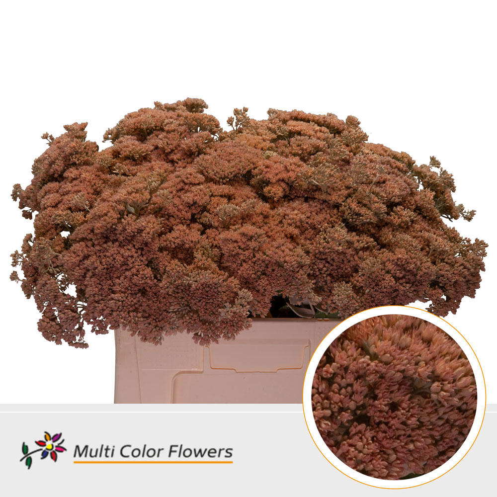 25x Sedum apricot 50cm