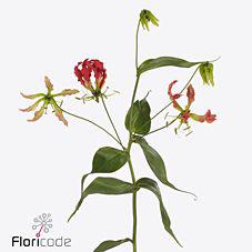 10x Gloriosa simba fifty shades 70cm