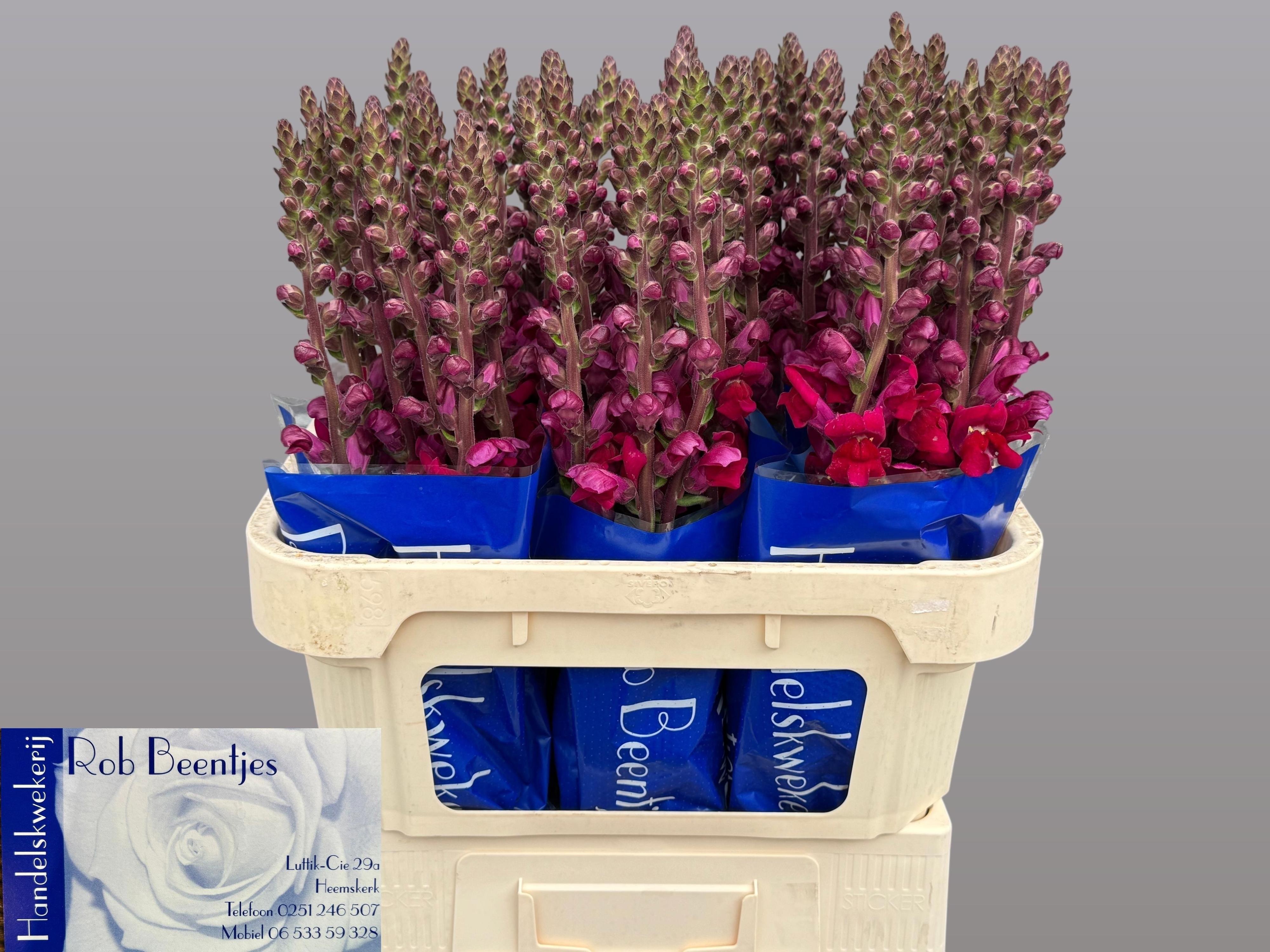 10x Antir.antibes red 70cm