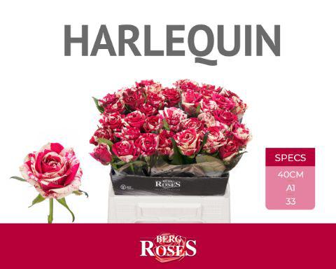 10x Rosa harlequin 40cm