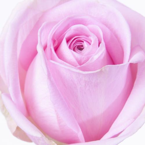 20x Rosa heidi! 50cm