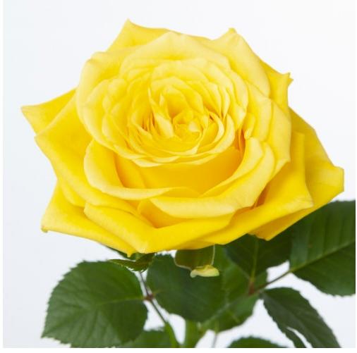10x Rosa moonwalk 50cm