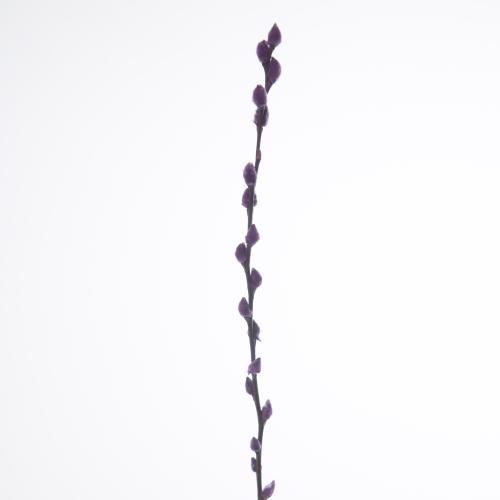 50x Tk salix katjes lila 70cm