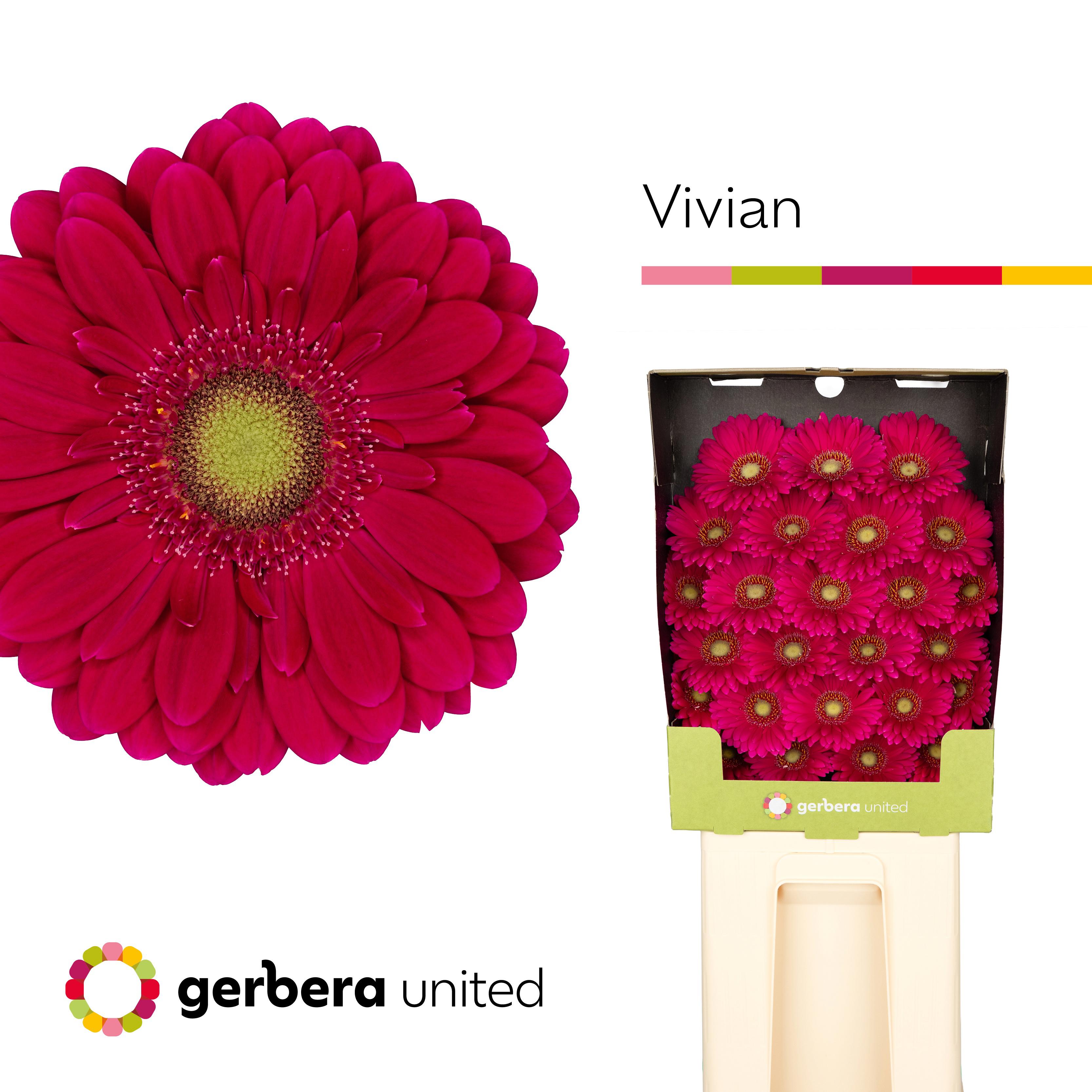 25x Germ.vivian 70cm
