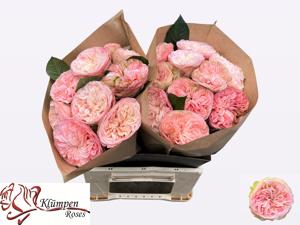 10x Rosa springfield park! 40cm
