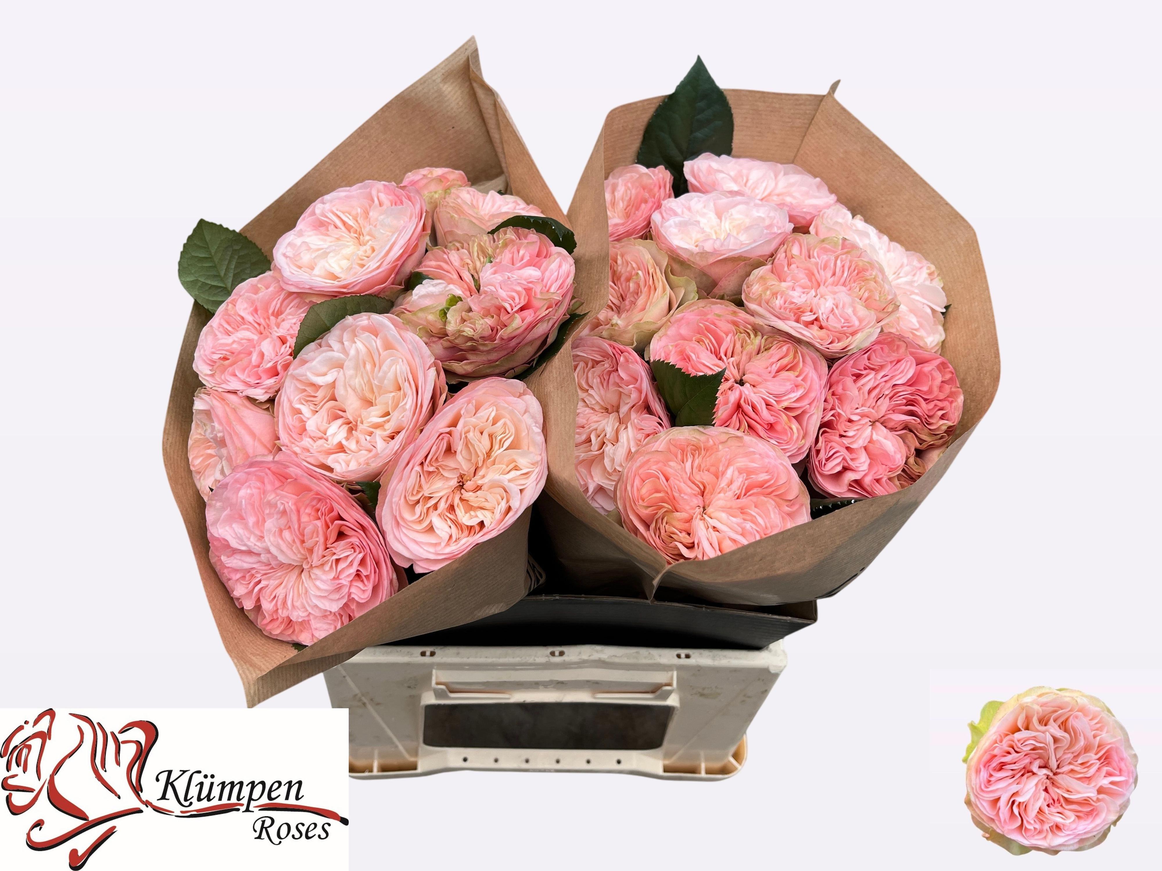 10x Rosa springfield park! 40cm