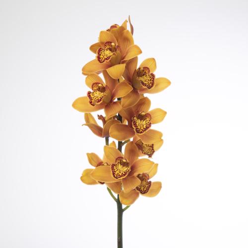 20x Mini cymb.majolica 40cm