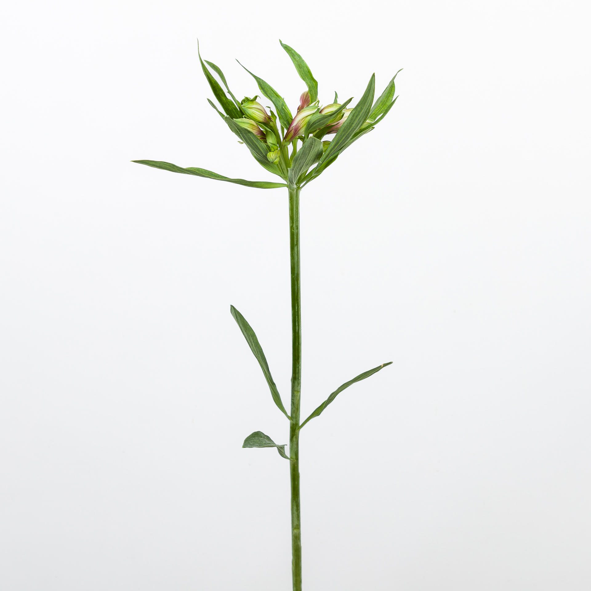 10x Alstroemeria elegance 70cm