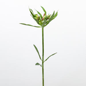 10x Alstroemeria elegance 70cm