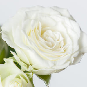 10x Rosa white lady 70cm