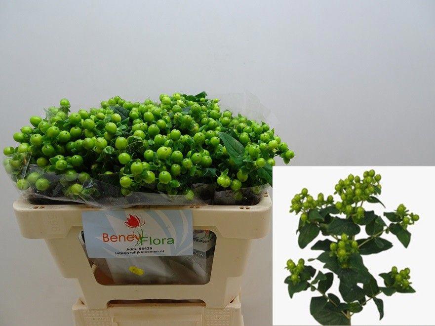 25x Hyper.mag.green power 50cm
