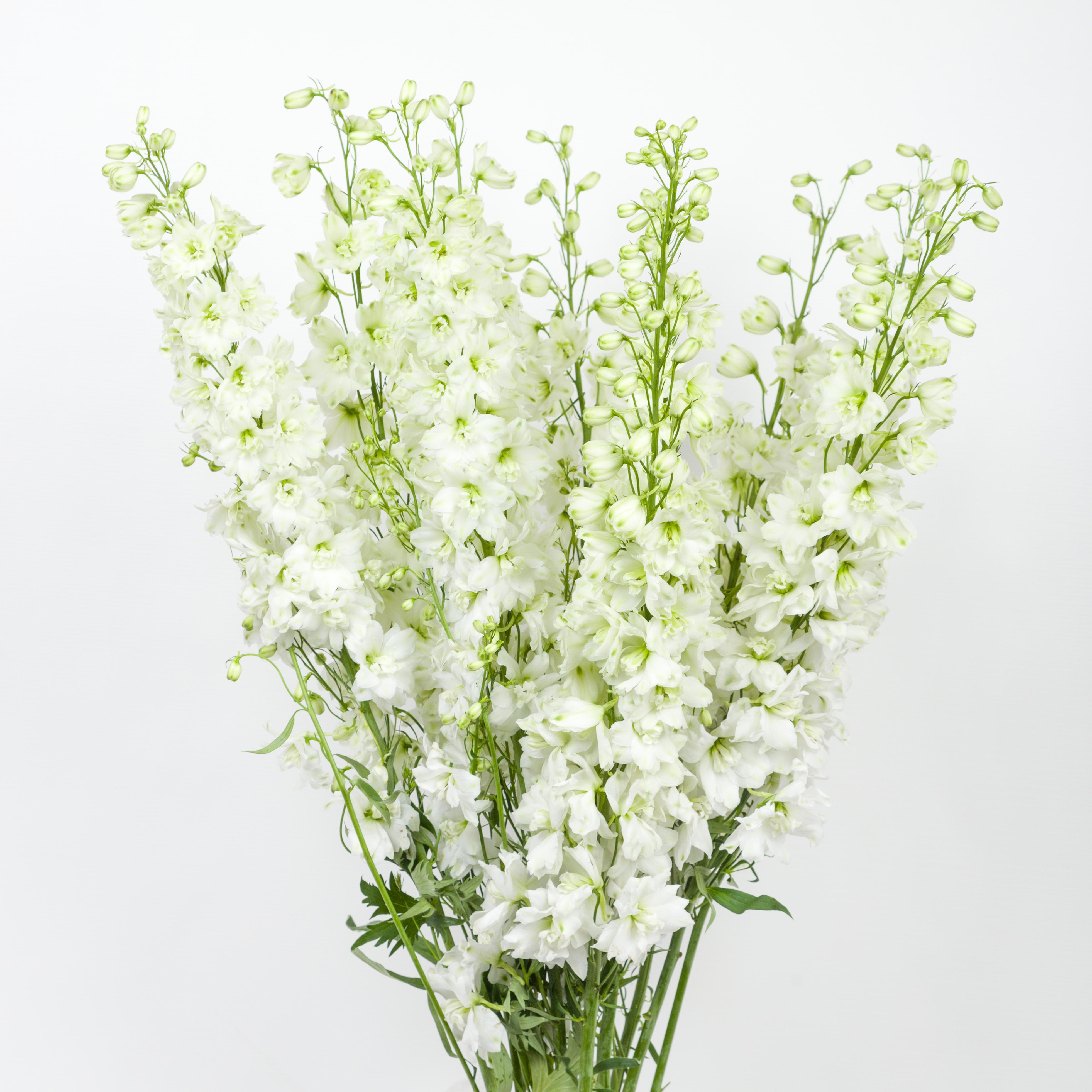10x Delph.dewi impressive white 80cm