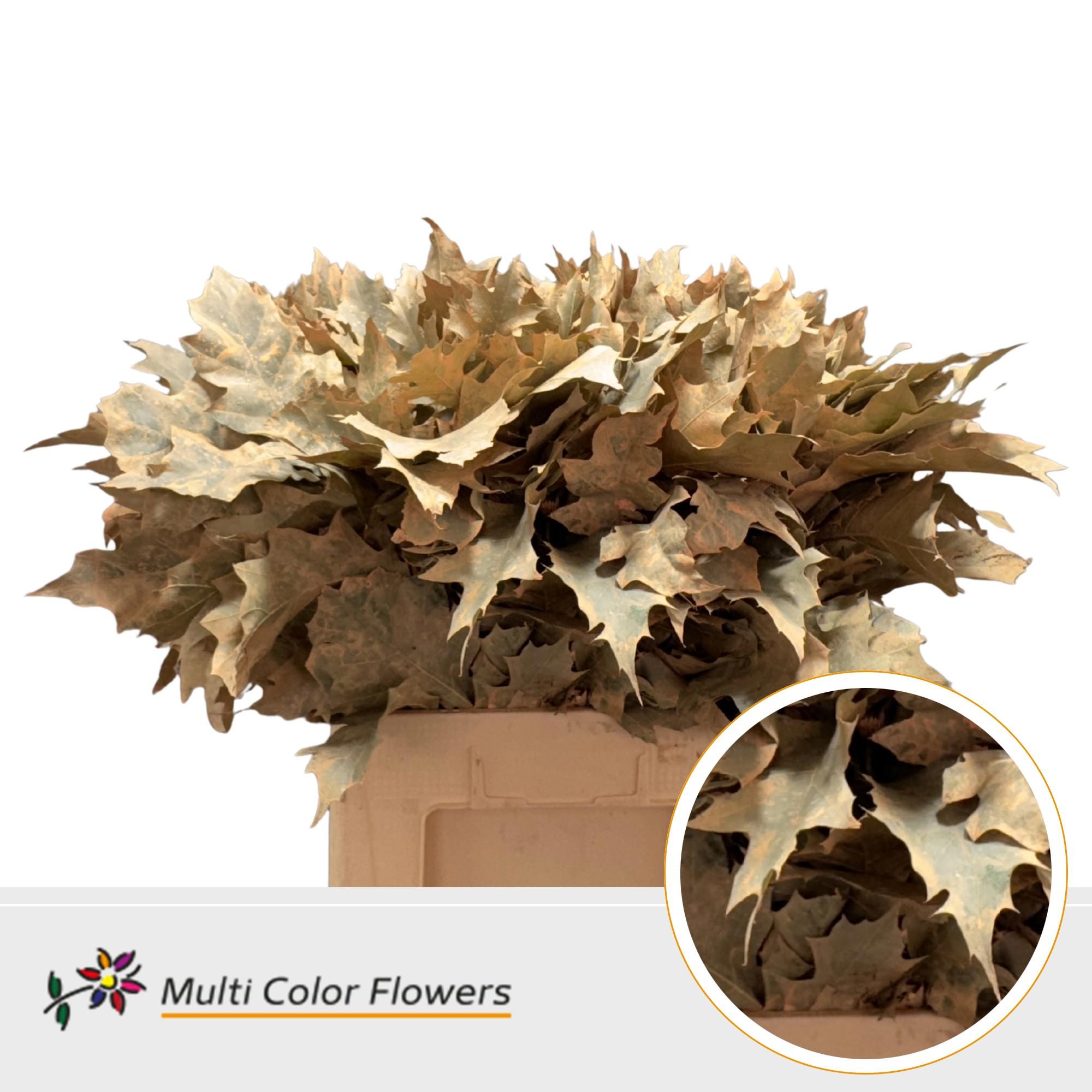 100x Sg quercus rubra overig 60cm
