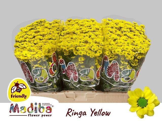 25x Chrysant san.madiba ringa yellow 50cm
