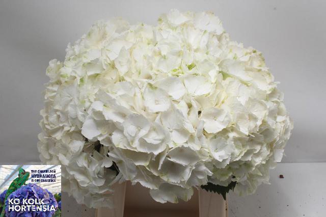 10x Hydr.white verena 40cm
