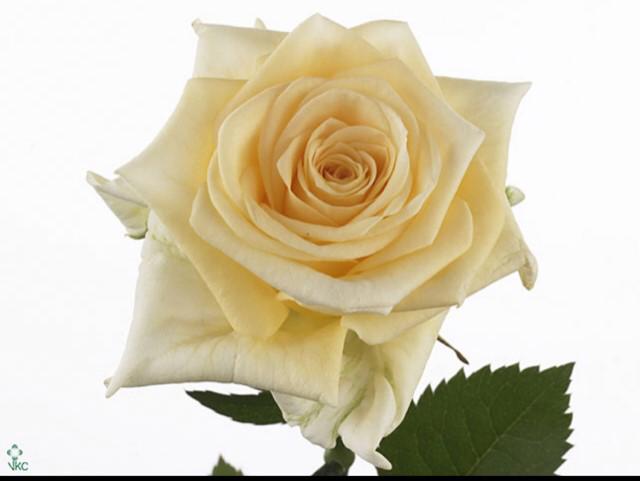 25x Rosa creme de la creme 50cm