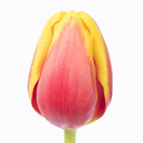 50x Tulipa denmark en 40cm
