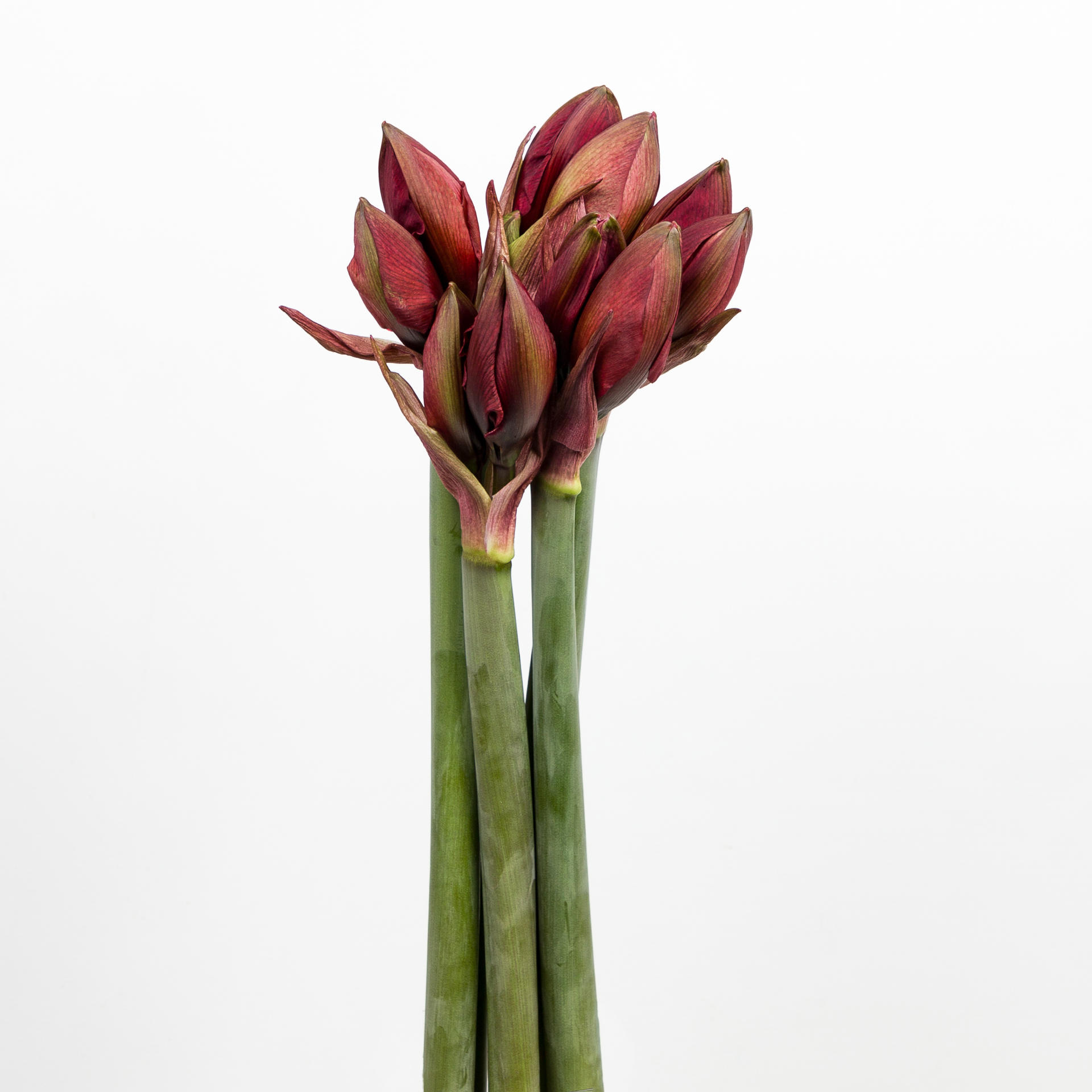 12x Hipp.red torro 50cm