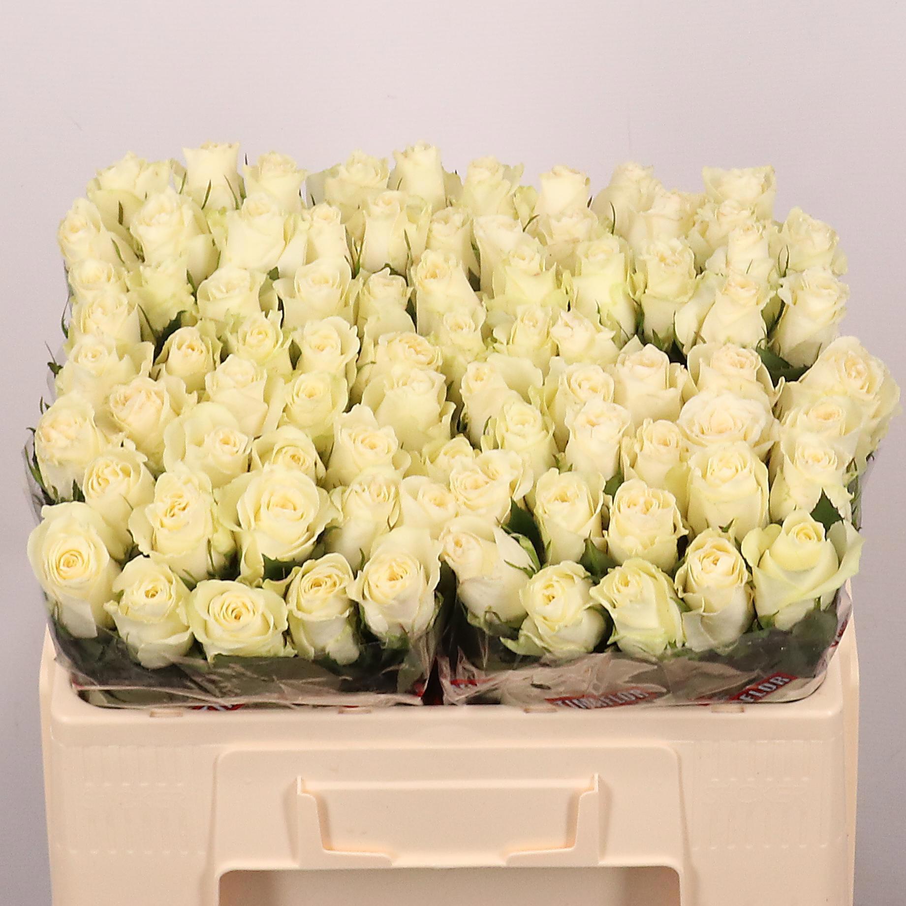 10 roses blanches de 50 cm