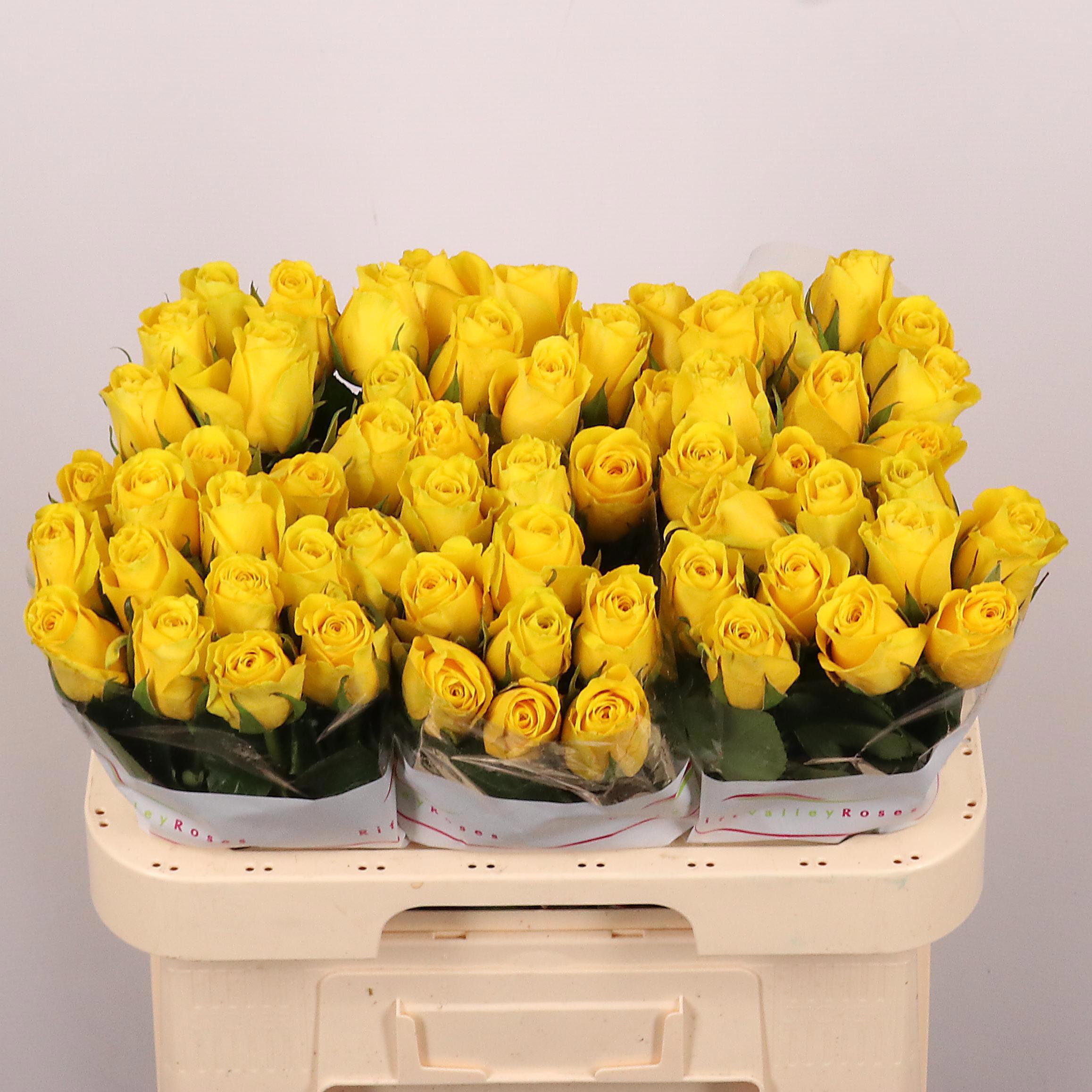 20x Rosa goldfinch 60cm