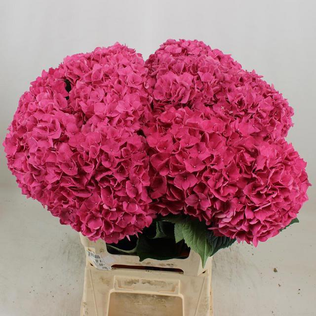 10x Hydr.rodeo rood 60cm