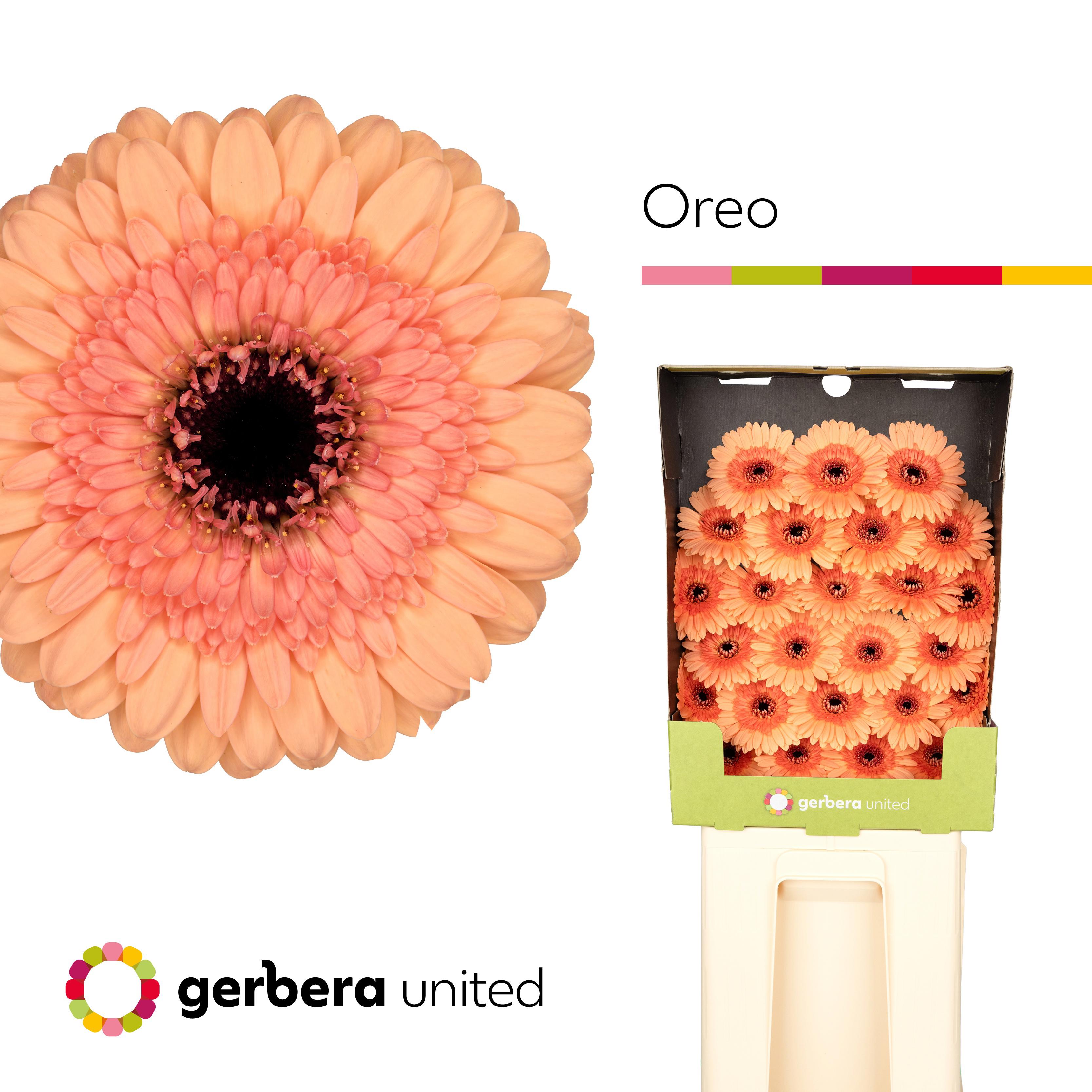 25x Germ.oreo 70cm