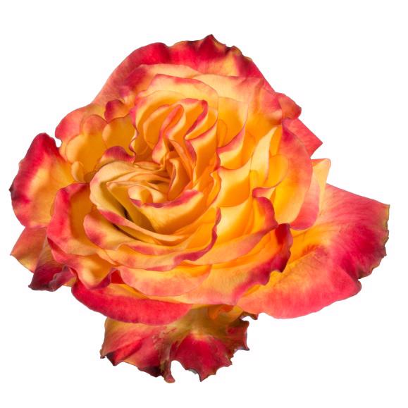 25x Rosa newsflash 50cm