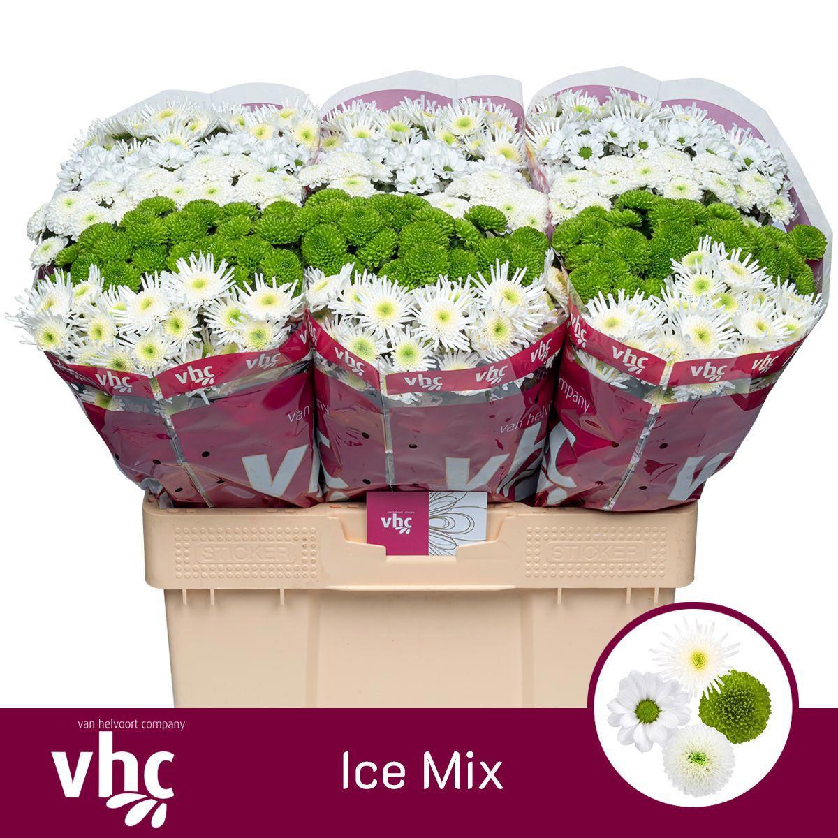 25x Chrysant san.mix/pak cold 5 kleuren 50cm