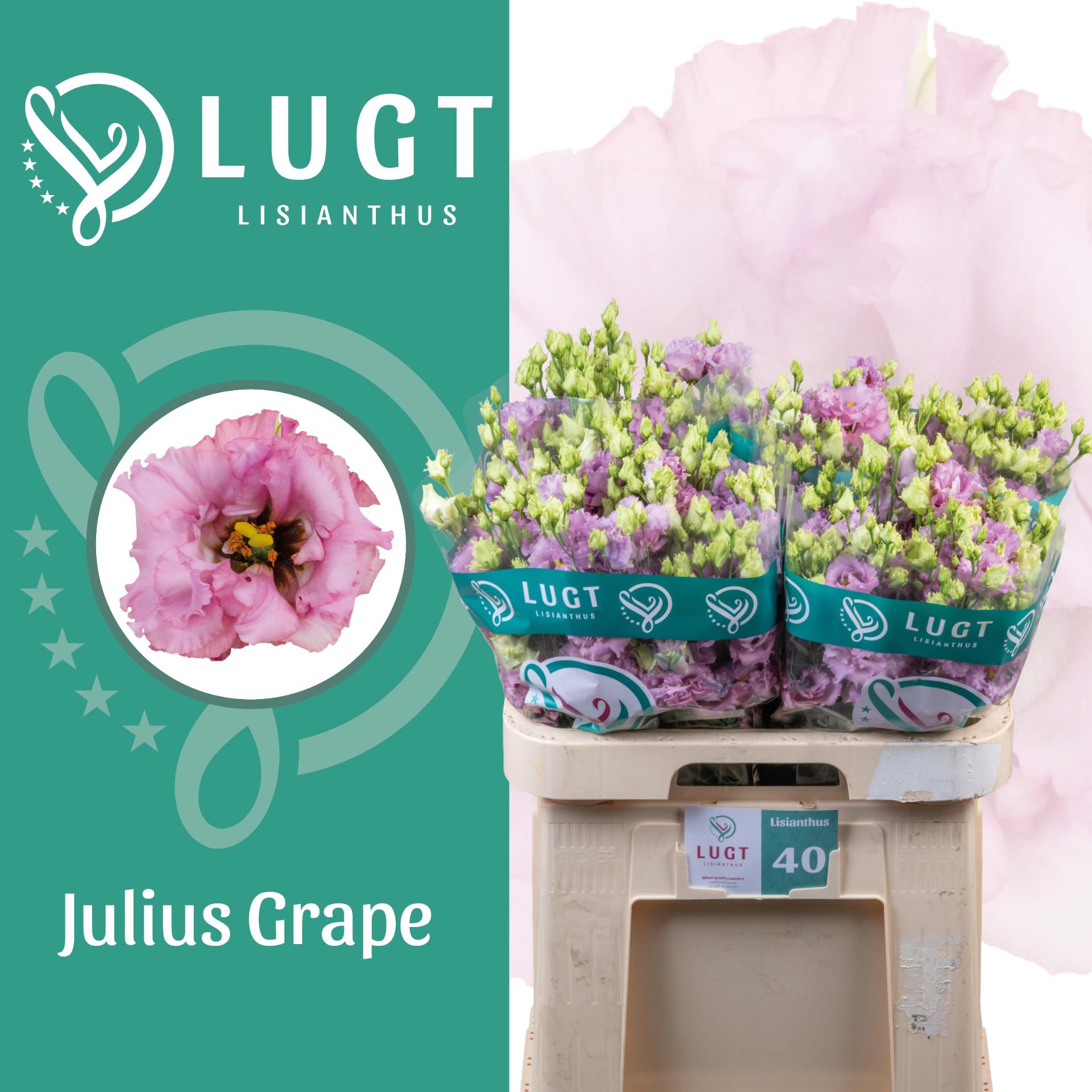10x Eust.julius grape du 70cm
