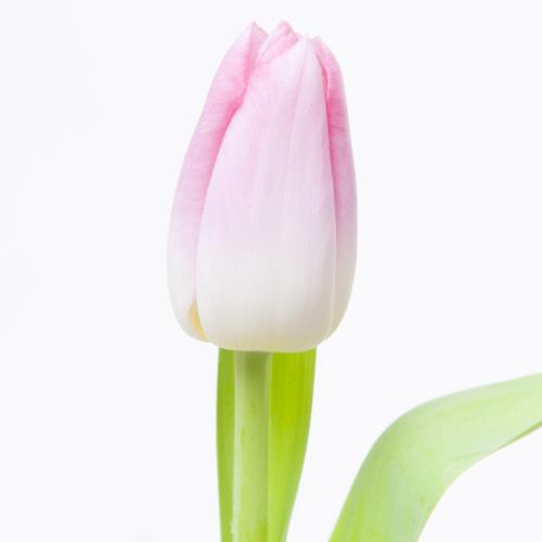 50x Tulipa dynasty en 40cm