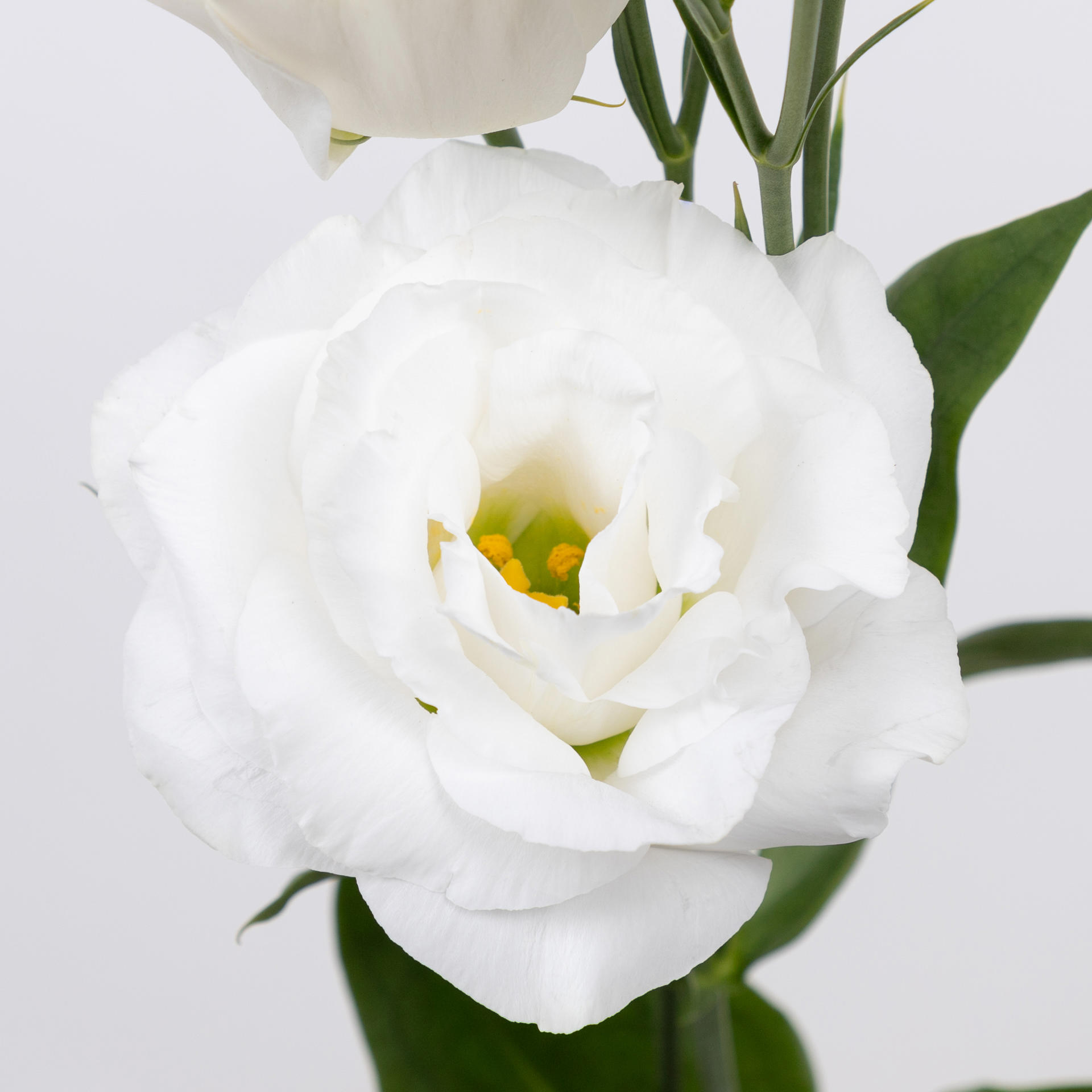 10x Eust.arena giant white du 70cm