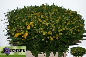 20x Helenium kanaria 60cm