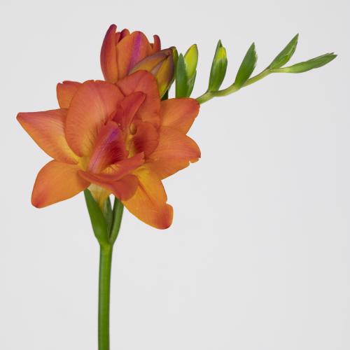 50x Freesia fuego du 50cm