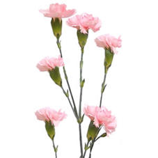 10x Dian.tr.l.pink barbara 60cm