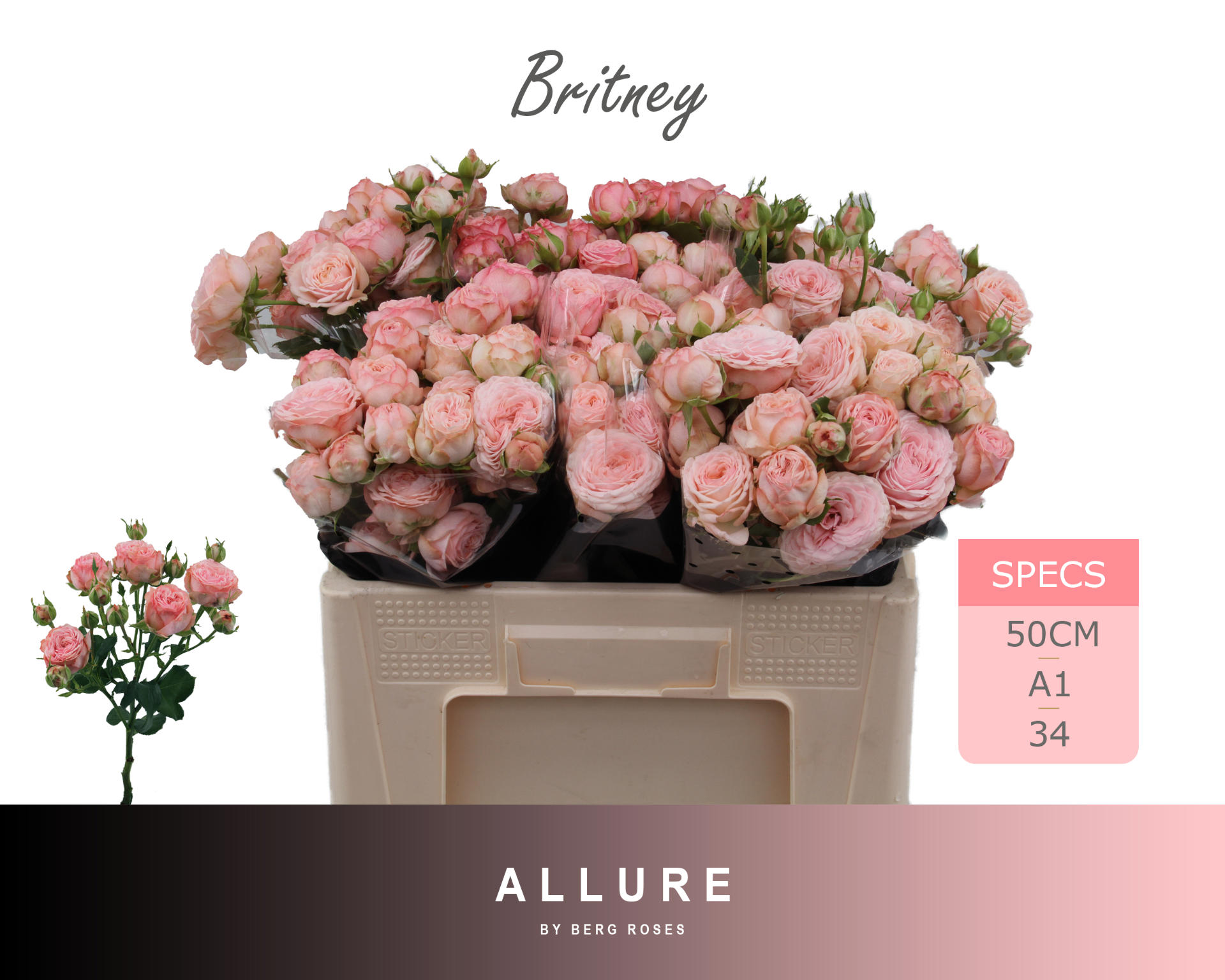 10x Rosa tr. britney 50cm