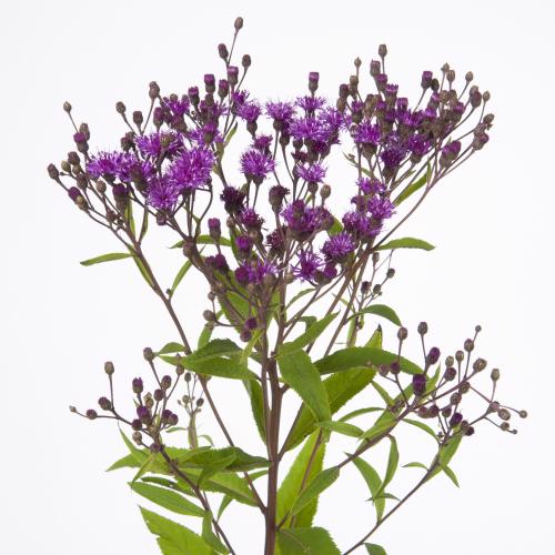 10x Vernonia crinita 70cm