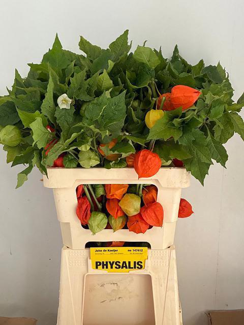 50x Phys.oranje 60cm