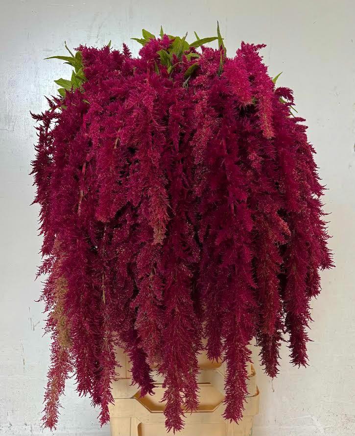 10x Amaran.hang red spider 80cm