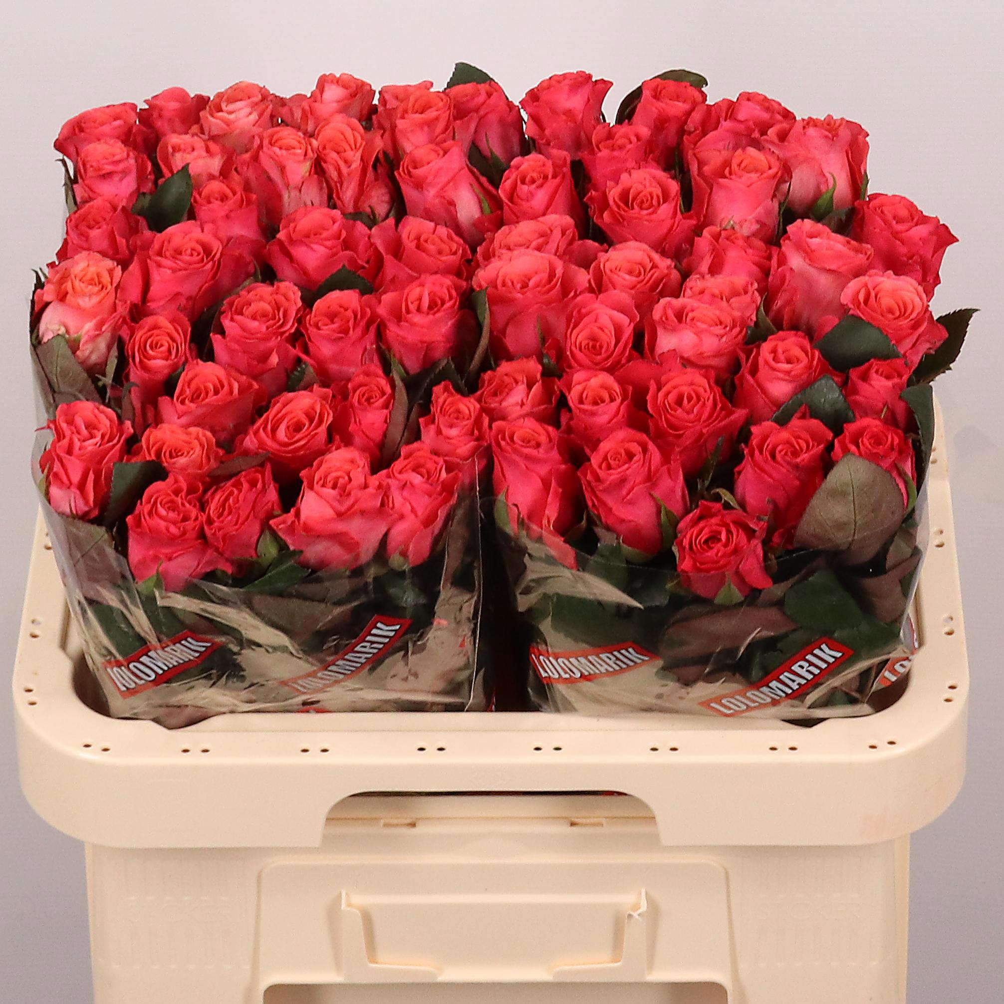 20x Rosa pink tacazzi+ 60cm