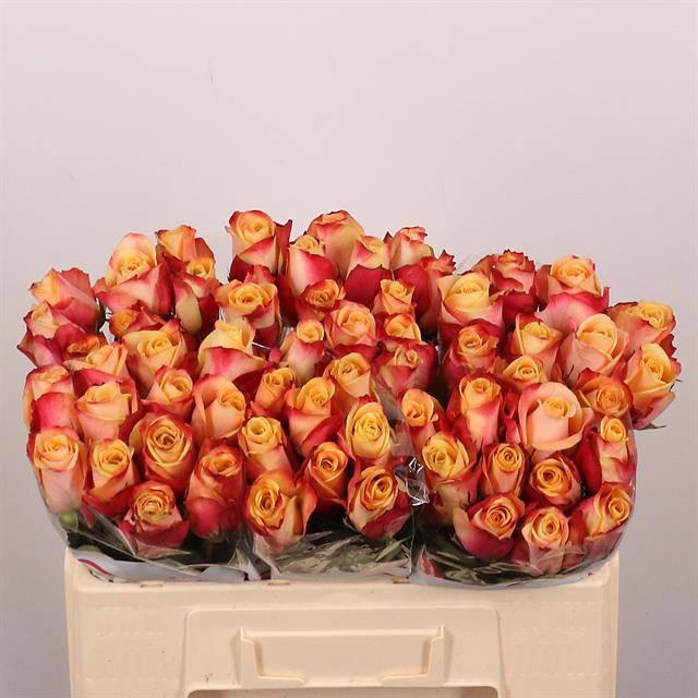 20x Rosa pebbles 50cm