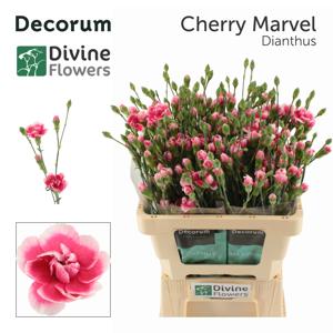10x Dian.tr.cherry marvel 60cm
