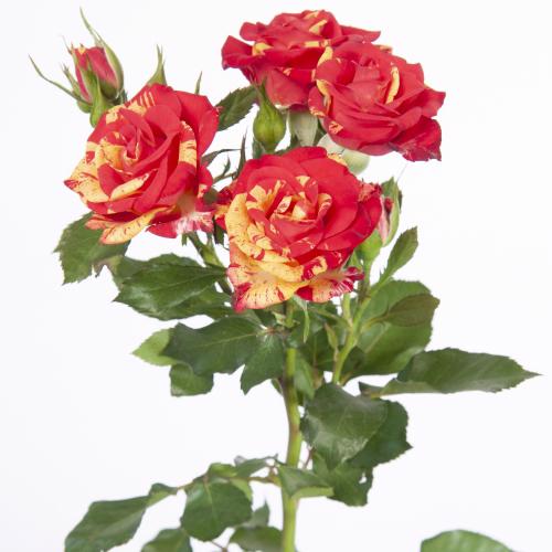 10x Rosa fire flash 50cm