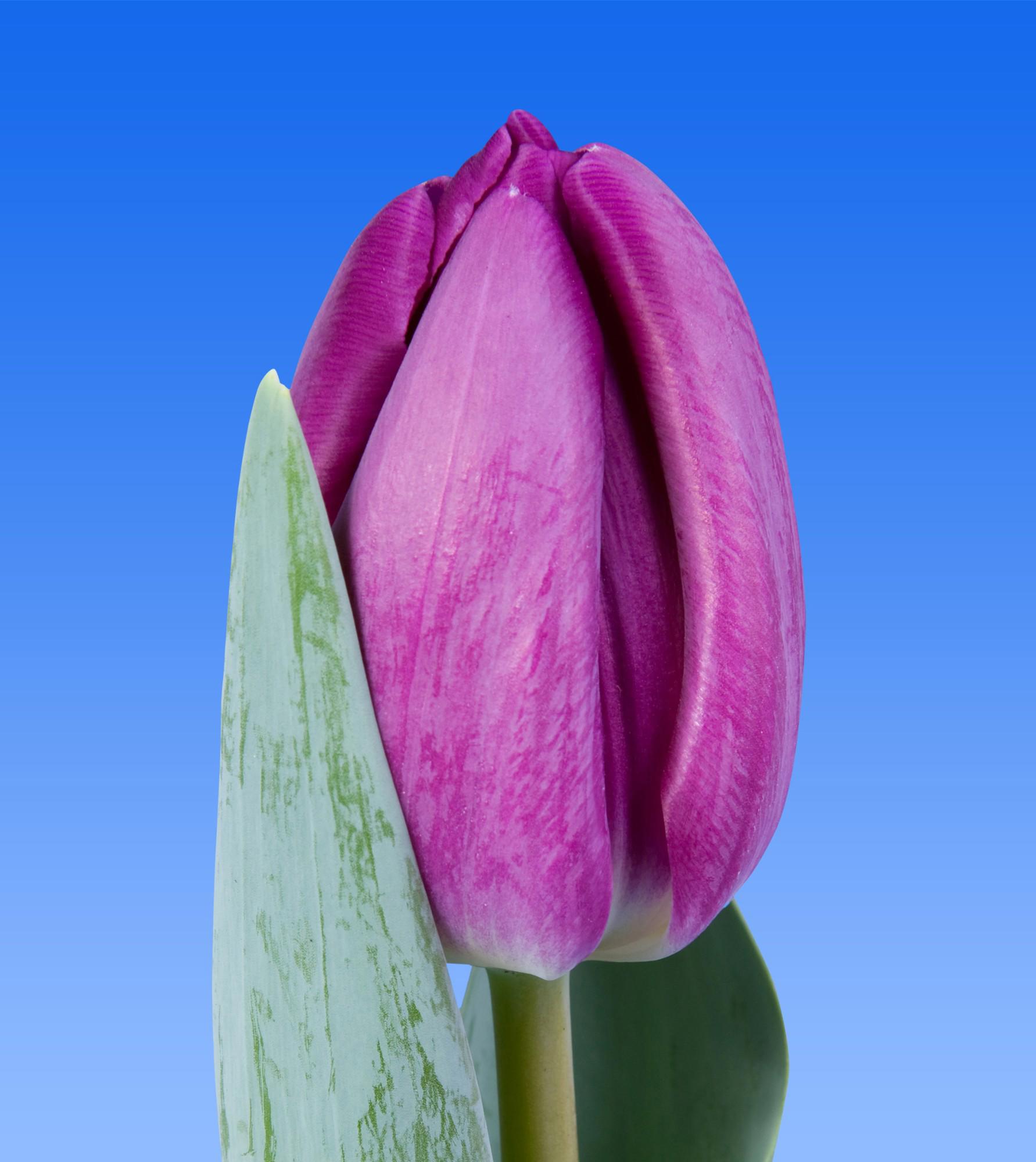 50x Tulipa bullit en 40cm