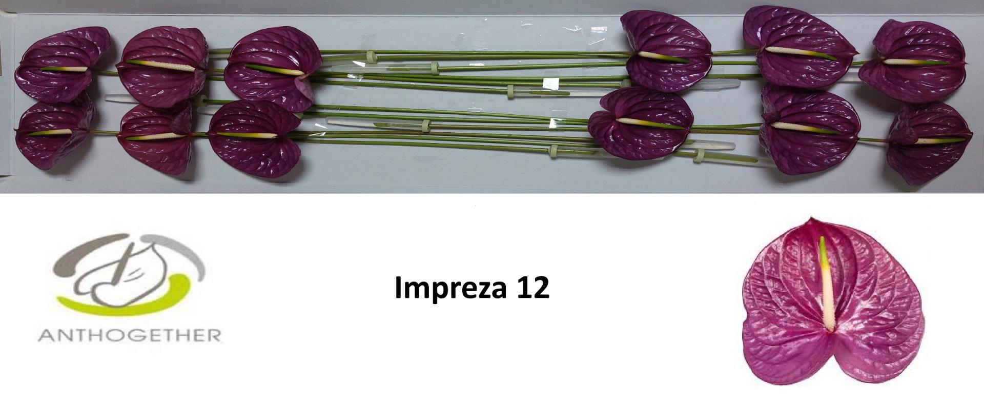 12x Anth.impreza 10cm