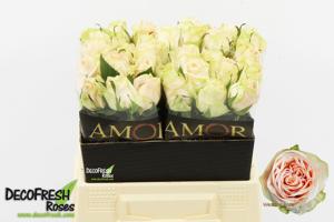 20x Rosa wedding rose 40cm